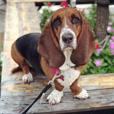 If you are in ontario and looking for a basset hound puppy please visit our site and contact us. Pet Rescue Alliance Instagram