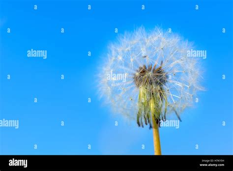 Dandelion Globular Head Of Seeds On The Blue Sky Background Summer