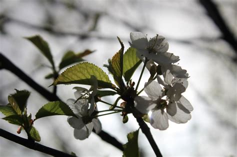 Prolećni Cvetovi Srbija Serbia Spring Prolece Maslacak 52 Nature