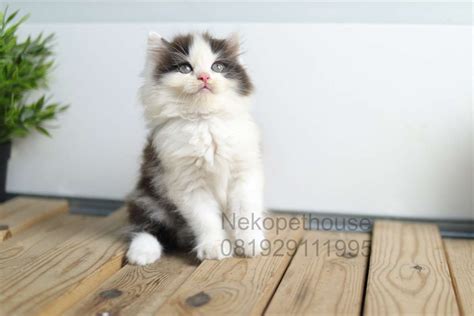 Jual Kucing Kitten Persia Medium Flatnose Peaknose Ragdoll Himalaya