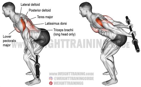 Bent Over Barbell Reverse Raise Exercise Instructions And Video