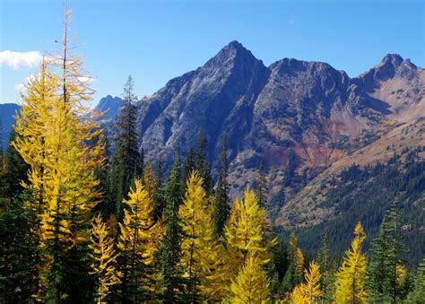 Pacific Northwest Seasons North Cascadess Autumn Larches Pure Gold
