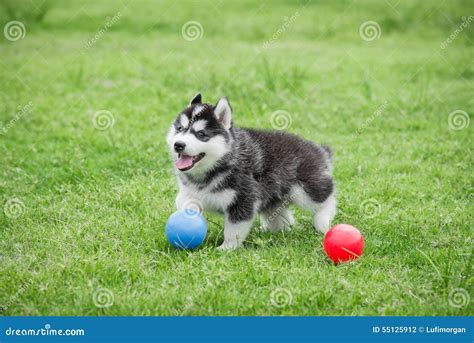 Cute Siberian Husky Puppy Playing Ball Stock Photo Image Of Field