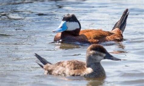 Ruddy Duck