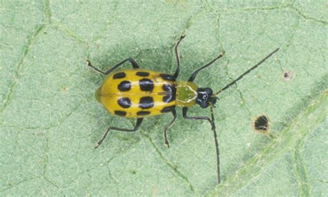 Our friendly staff of professional pest control exterminators. Spring Vegetable Garden Pest Update - UF/IFAS Extension Pinellas County