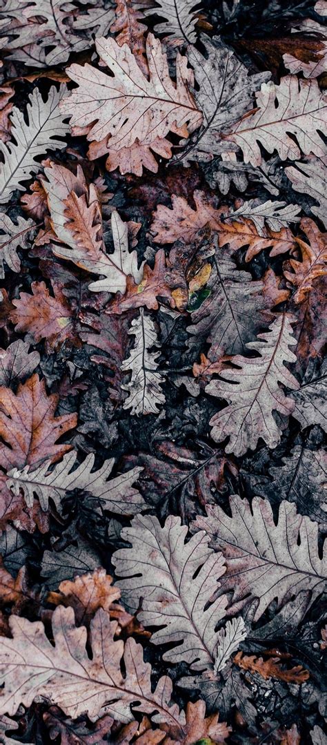 Autumn Leaves Brown 1080x2460