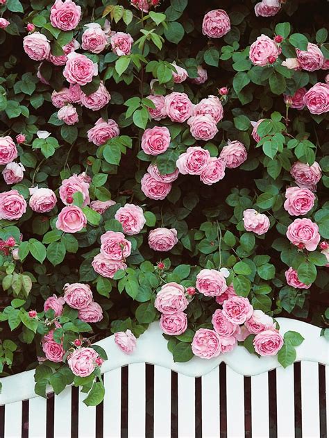 Charming Cottage Garden With Pink Climbing Roses Climbing Roses