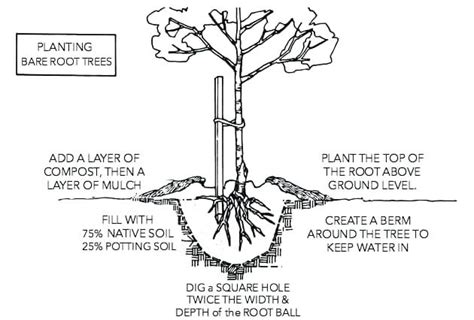 Bare Root Planting How To Do It Correctly Complete Gardering
