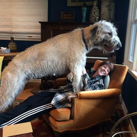 Owners Post Hilarious Photos Of Their Gigantic Irish Wolfhounds Art Sheep