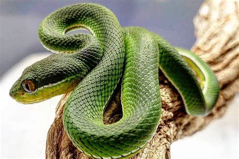 Everything You Need To Know About Snakes In Hong Kong