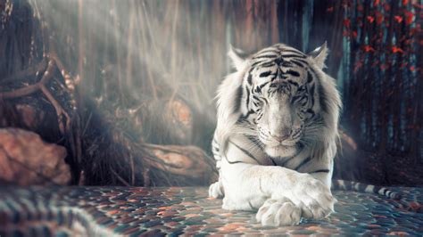 White Tiger Wallpapers Top Nh Ng H Nh Nh P