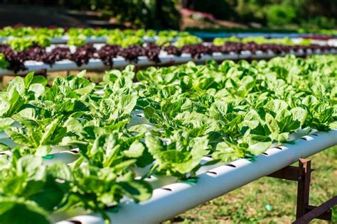 Hydroponic Vegetable Farm Stock Photo Image Of Hydroponic 178001354
