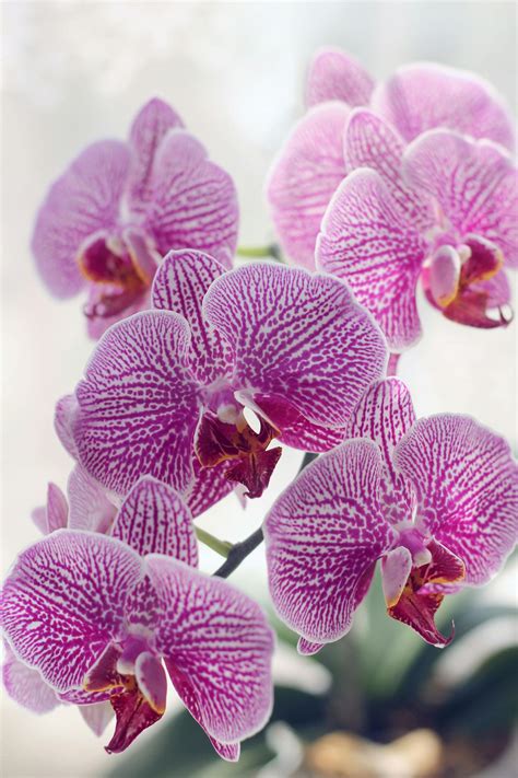 Purple Moth Orchids In Bloom Close Up Photo · Free Stock Photo