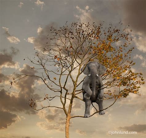 Stock Funny Picture Of An Elephant Hiding In A Tree Elephant Pictures