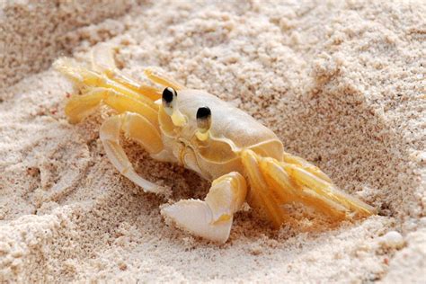 I Find Crabs To Be Very Cute Aww