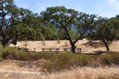 Picnic Area Between Oak Trees Free Stock Photo Public Domain Pictures