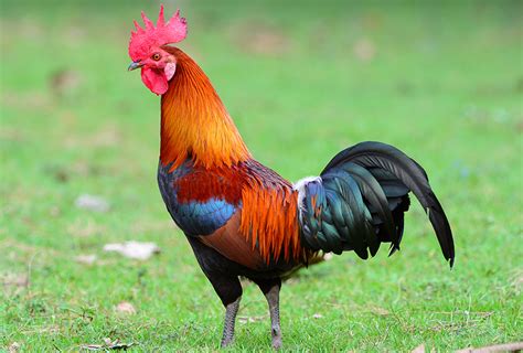 Greeks called portugal ophiussa or land of the snakes because of something near lisbon. Roosters, Hens, and Chicks