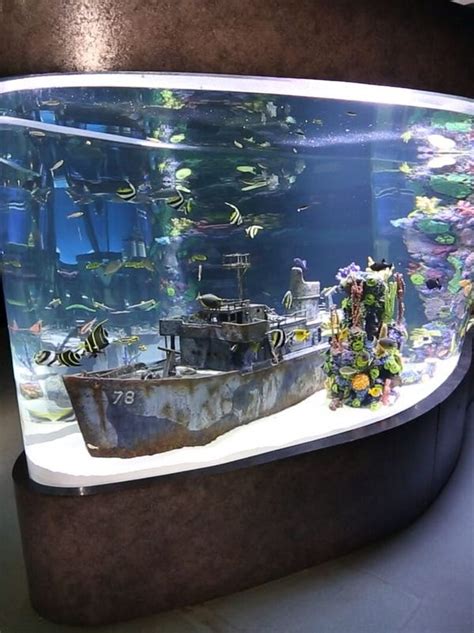 Imaginarium Appears On Animal Planet Tv Show Tanked