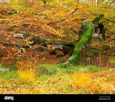 Fallen Beech Tree In Autumn Woodland Stock Photo Alamy