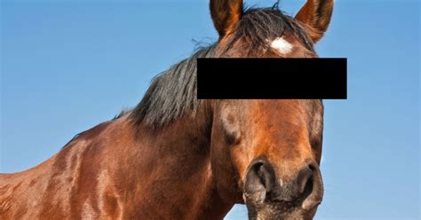 Man Filmed Himself Having Sex With Horse Banned From Going Near