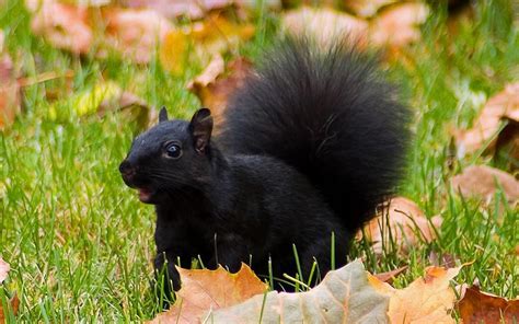 black, Squirrel Wallpapers HD / Desktop and Mobile Backgrounds