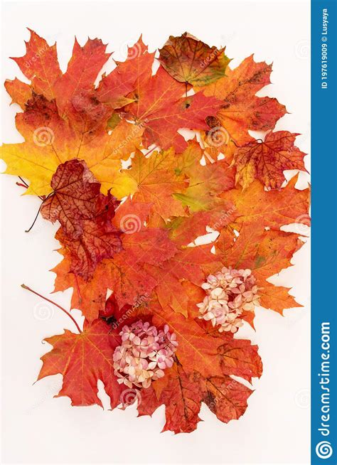 Autumn Maple Tree Leaves Fall Season Leafage Stock Image Image Of