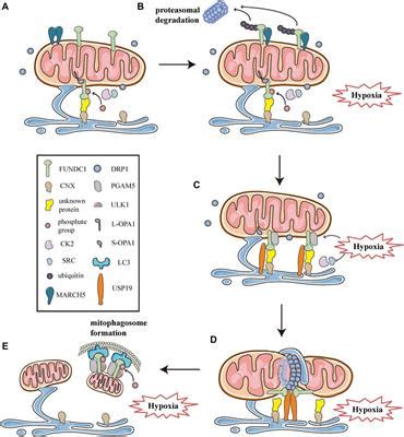 Frontiers Mitochondrial Dynamics Mitophagy And Mitochondriaendoplasmic Reticulum Contact