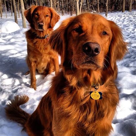 Labrador Retriever Puppies Spaniel Puppies Dogs And Puppies Doggies