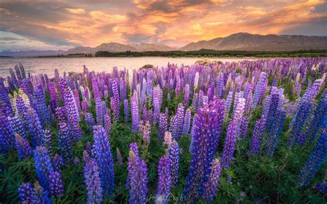 Wallpaper Nature Lavender Field Sunset 1920x1200 Reym 1429839