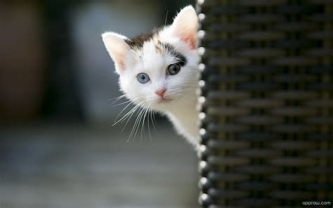 Peeking Cat Wallpaper Download Cute Hd Wallpaper Appraw