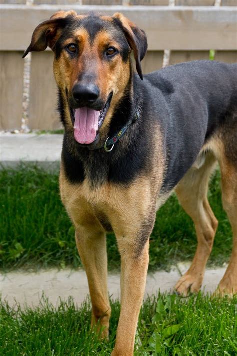 Up for adoption through top. Doberman German Shepherd Mix Puppies For Adoption