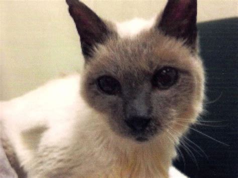 30 Year Old Siamese Cat Named Worlds Oldest By Guinness Abc News