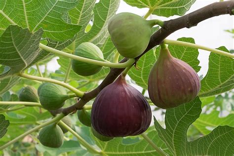 Where Are Figs Grown