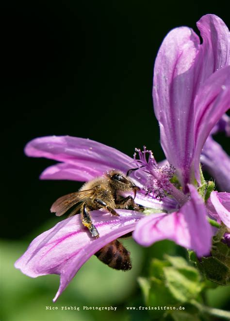 So wird der heimische garten zum bienenparadies!die biene ist für die meisten menschen seit ihrer kindheit allgegenwärtig. Bienen im Garten › Freizeitfoto