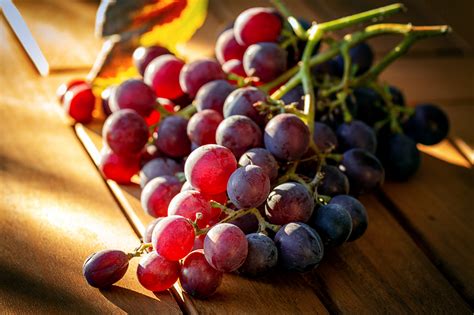 Die weinlese ist für den winzer naturgemäß die schönste jahreszeit: Die Trauben sind reif Foto & Bild | stillleben, pflanzen ...