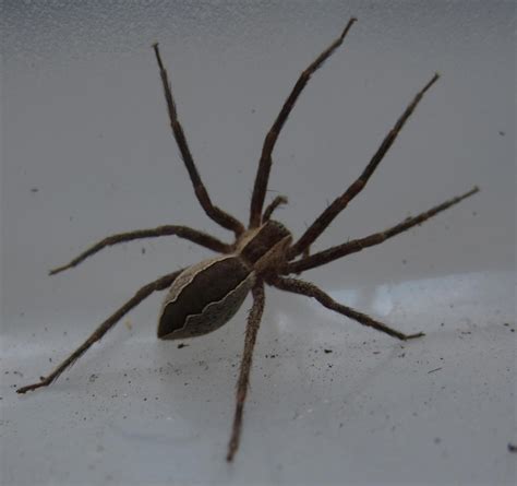 Let's look in more detail at the identifying features of the most common species of spiders that you are. Nursery Web Spider - Spiders in Sutton Massachusetts