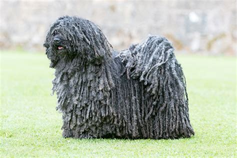Hungarian Puli Breeds A To Z The Kennel Club
