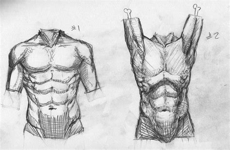 Torso Study By Stevegibson On Deviantart Body Sketches Male Body