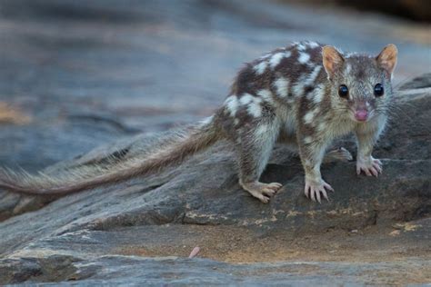 Quolls Quoll Australian Fauna Australian Animals