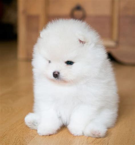 Just proceed carefully and deliberately, because the fact that. micro pomeranian for sale near me teacup pomeranian ...