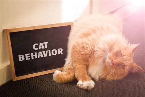 25 Typical Cat Behaviors Explained That Cuddly Cat
