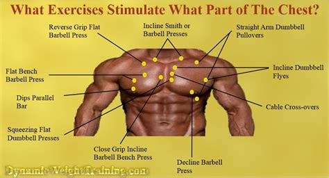 Anatomy Chest Muscles Diagram The Ultimate Chest Workout For Building Images
