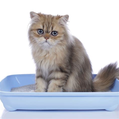 Getting rid of cat odors in carpets and furniture is key to getting your house to smell fresh and cat urine contains uric acid, which can last in carpets, fabrics and wood for years! Cat Urine Smells Like Ammonia? | ThriftyFun