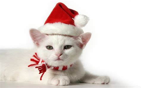 Cute Merry Christmas Wallpaper Cats