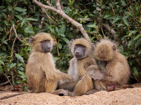 Male Baboons Live Longer When They Have Female Friends •