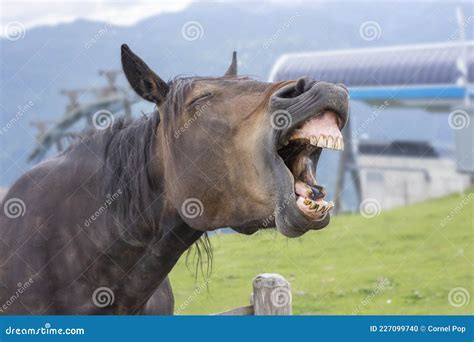 Horse Laughing At The Camera Stock Photo Image Of Camera Farm