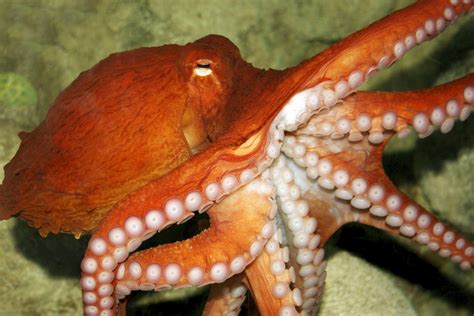 Octopus Facts Habitat Behavior Diet