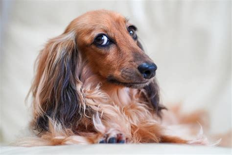 The Long Haired Dachshund Everything You Need To Know The Pet Guide