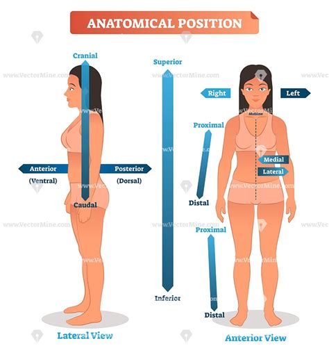 Anatomical Positions Vector Illustration Diagram Basic Anatomy And Physiology Anatomy