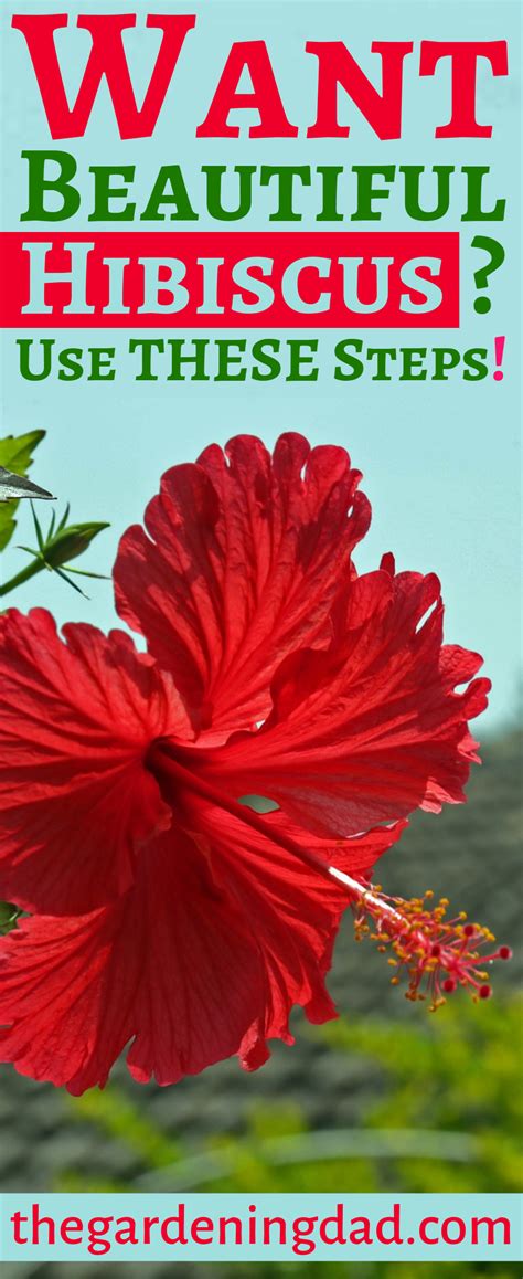 Ultimate Guide To Hibiscus Care Indoors The Gardening Dad Hibiscus